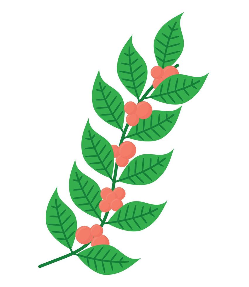 cooffee plant design vector