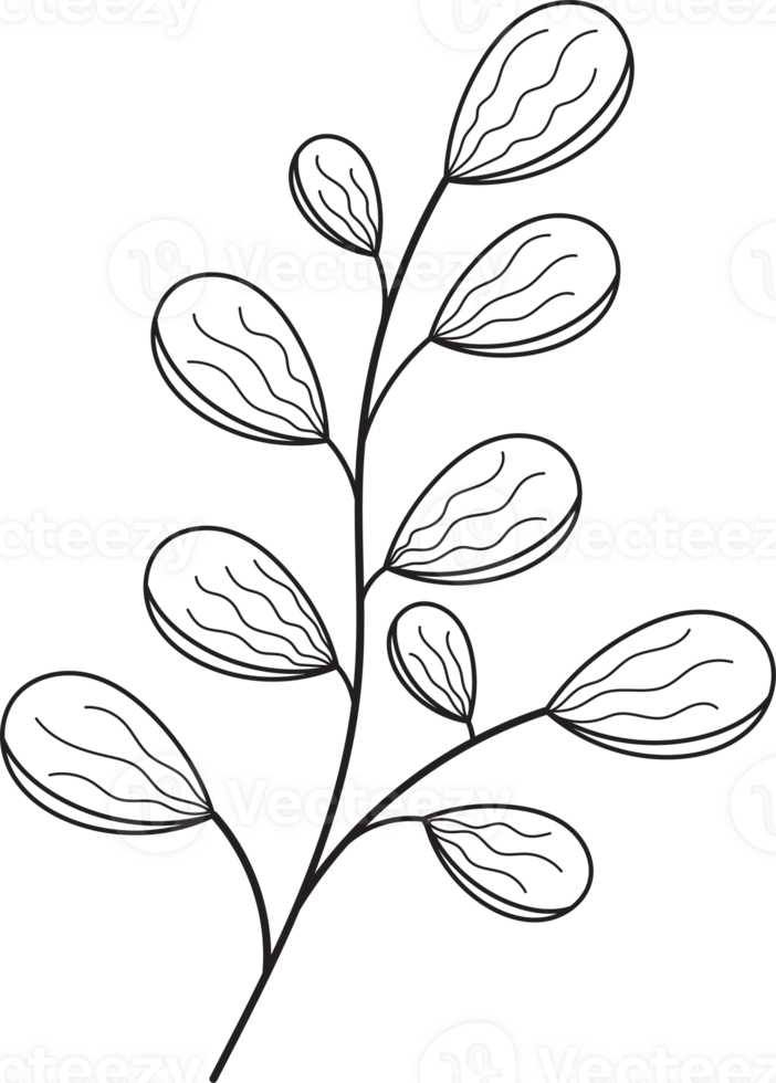 botanical line art png