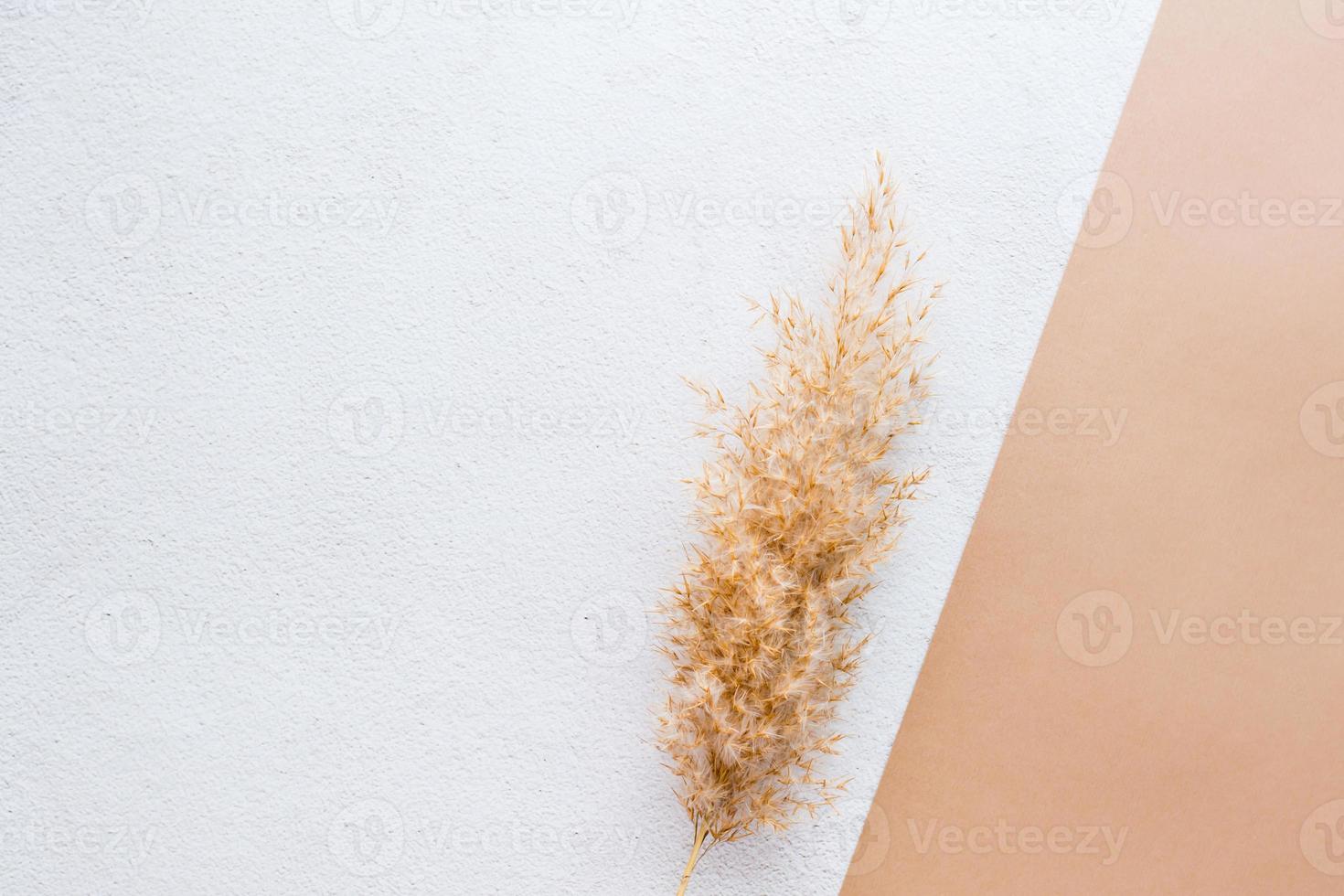 Eco texture background from dry ear of grass on plaster and beige cardboard. Pastel shades photo