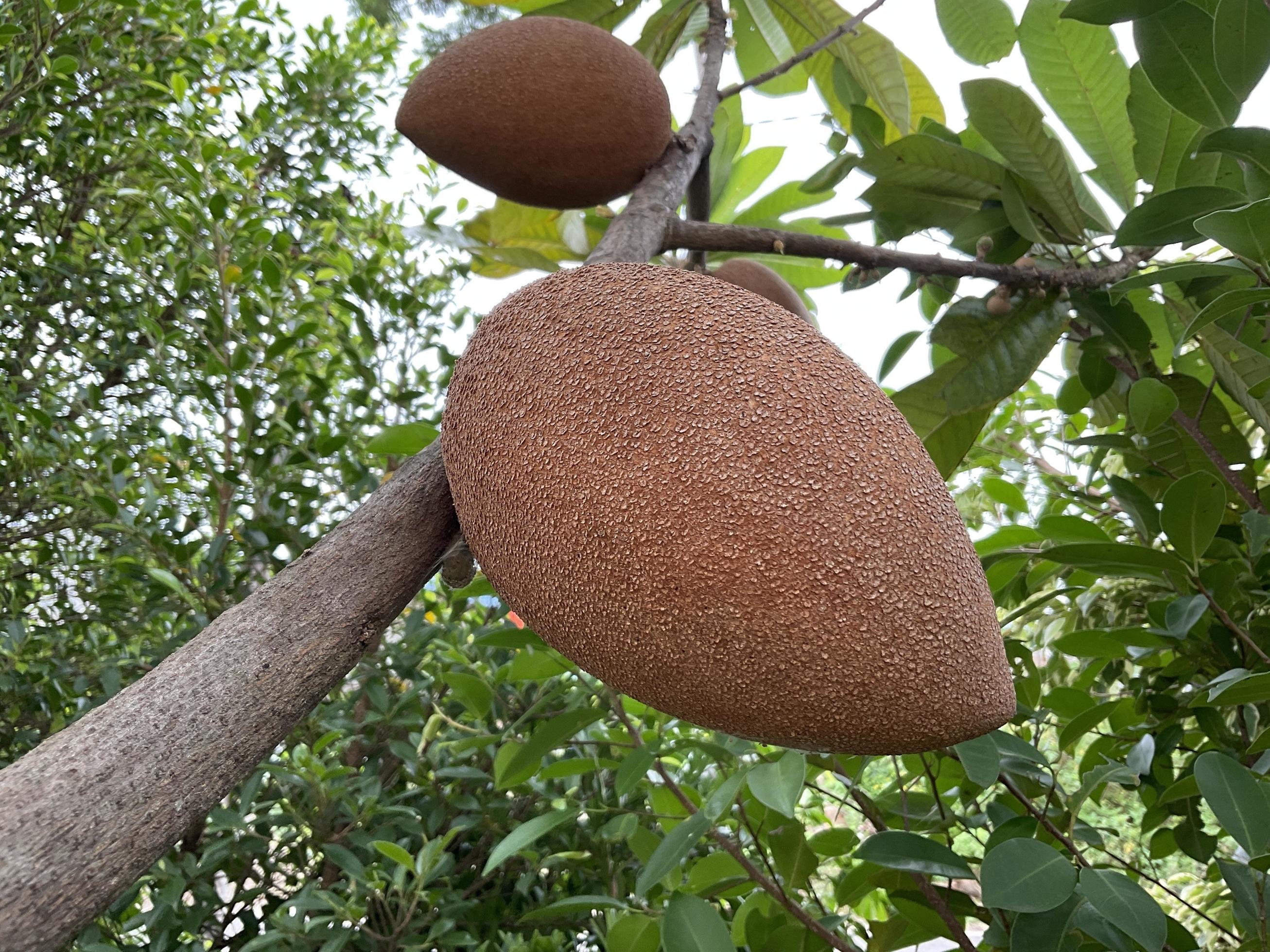 mamey zapote o grande zapote sapota Fruta planta 21395418 Foto de stock