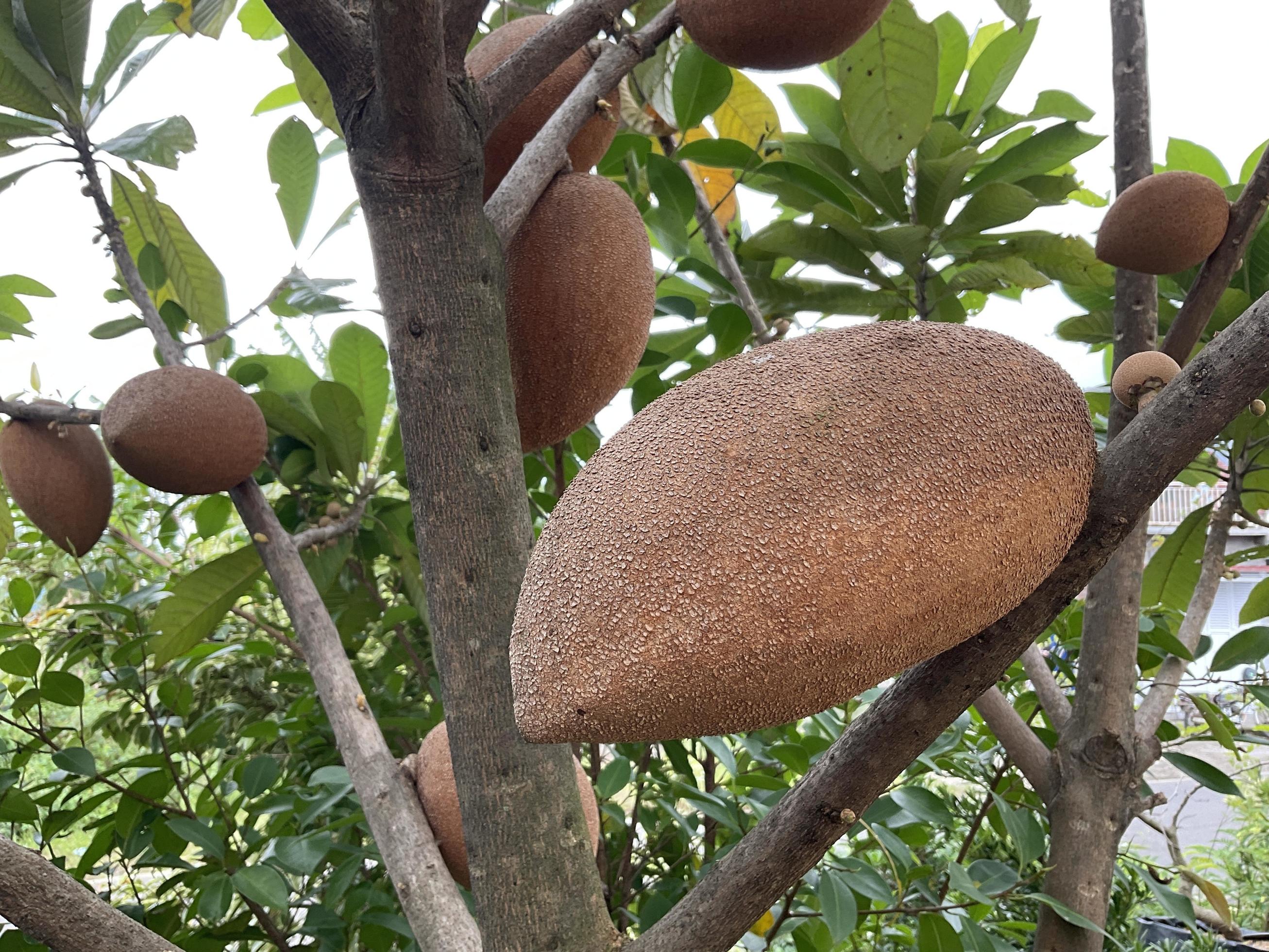 mamey zapote o grande zapote sapota Fruta planta 21395419 Foto de stock
