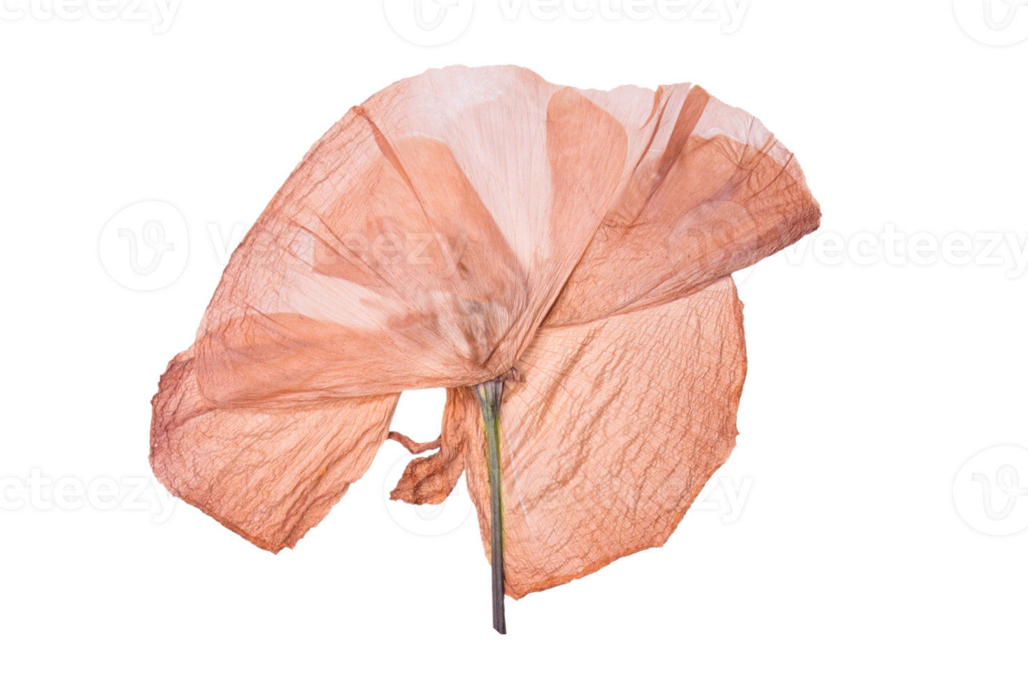 Orange dried flower isolated on a transparent background png