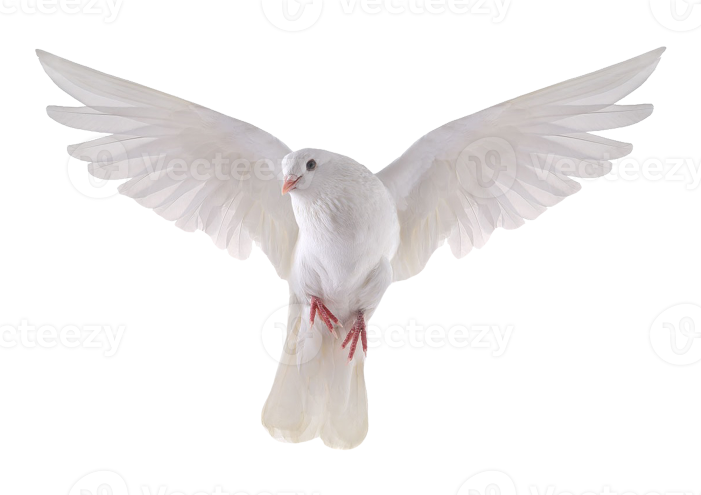 White pigeon isolated on a transparent background png