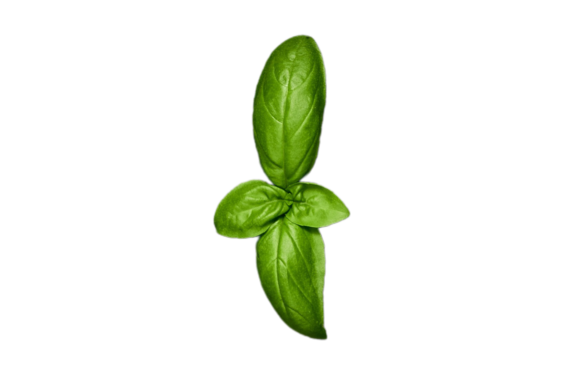 Condiments fresh basil isolated on a transparent background 21396424 PNG