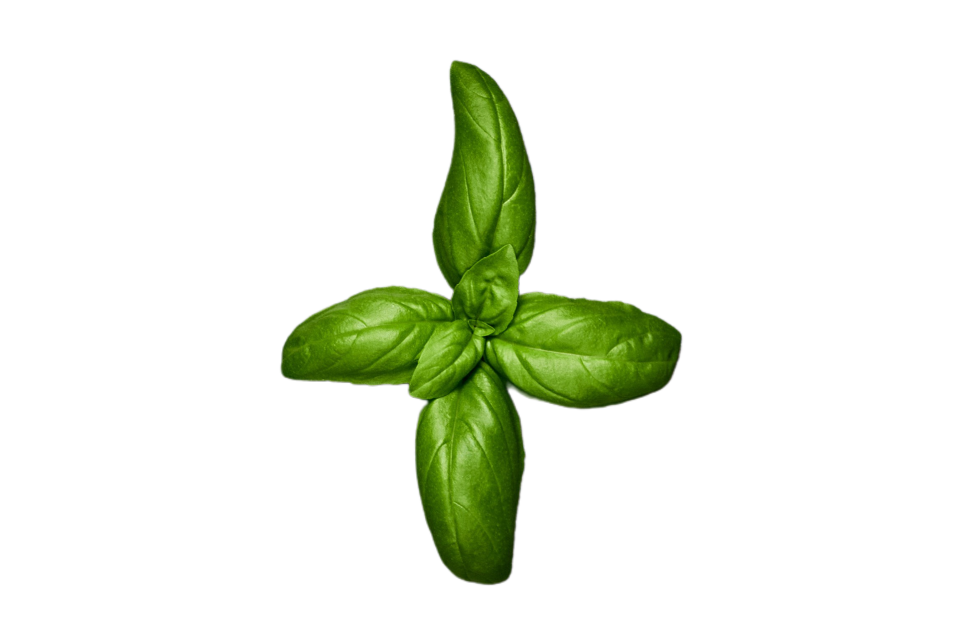 Condiments fresh basil isolated on a transparent background 21396425 PNG