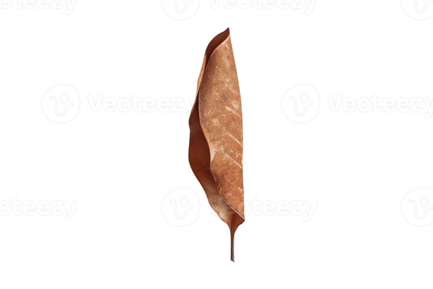 Dried leaf isolated on a transparent background png