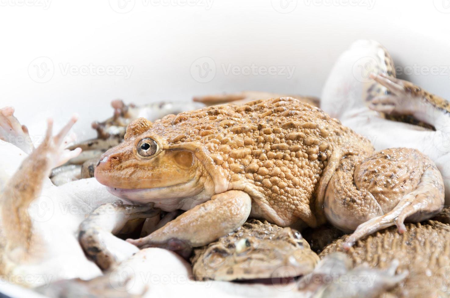 Frog in a container together in market for cooking photo