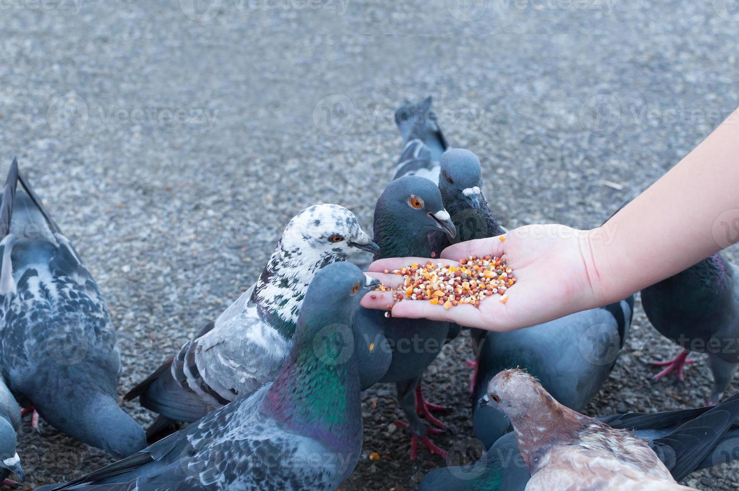 paloma comiendo de la mano de una mujer en el parque, alimentando palomas en el parque durante el día foto