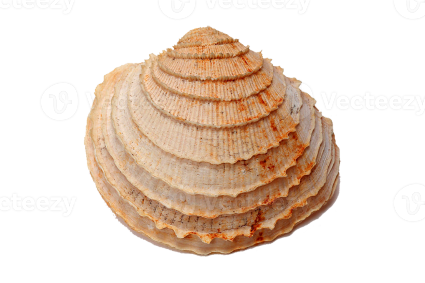 Brown sea shell isolated on a transparent background png