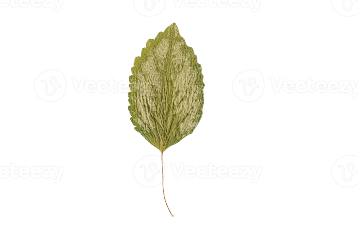 Green leaf isolated on a transparent background png