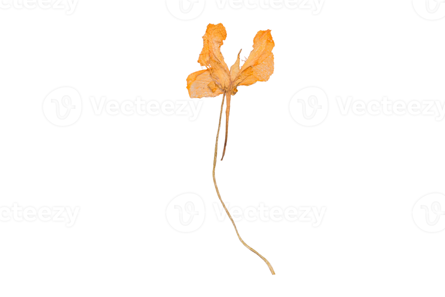 Yellow dried flower isolated on a transparent background png