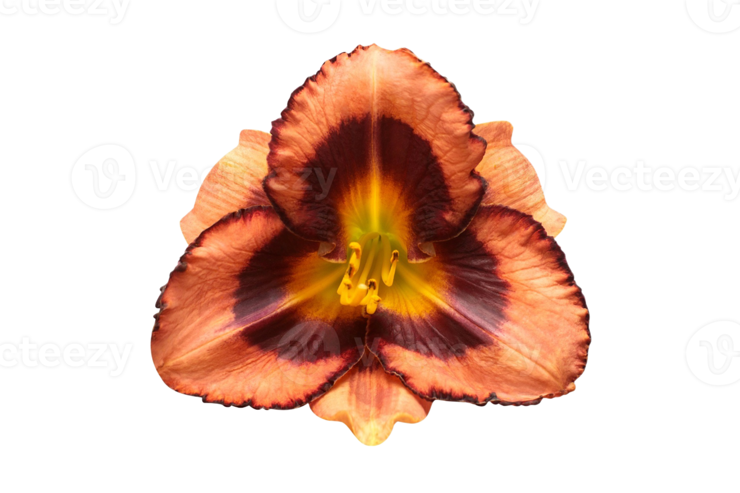 Orange flower isolated on a transparent background png