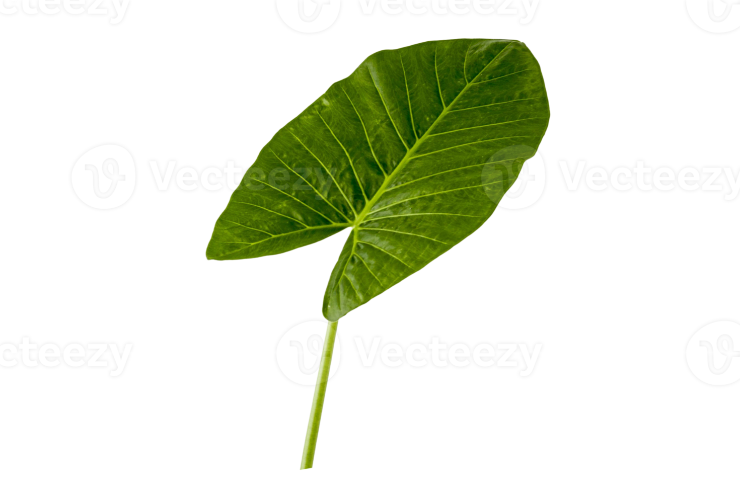 Green leaf plant isolated on a transparent background png