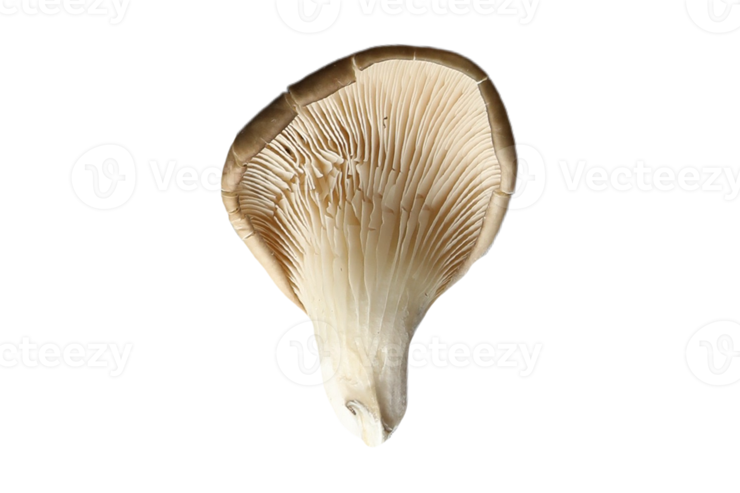Mushroom isolated on a transparent background png