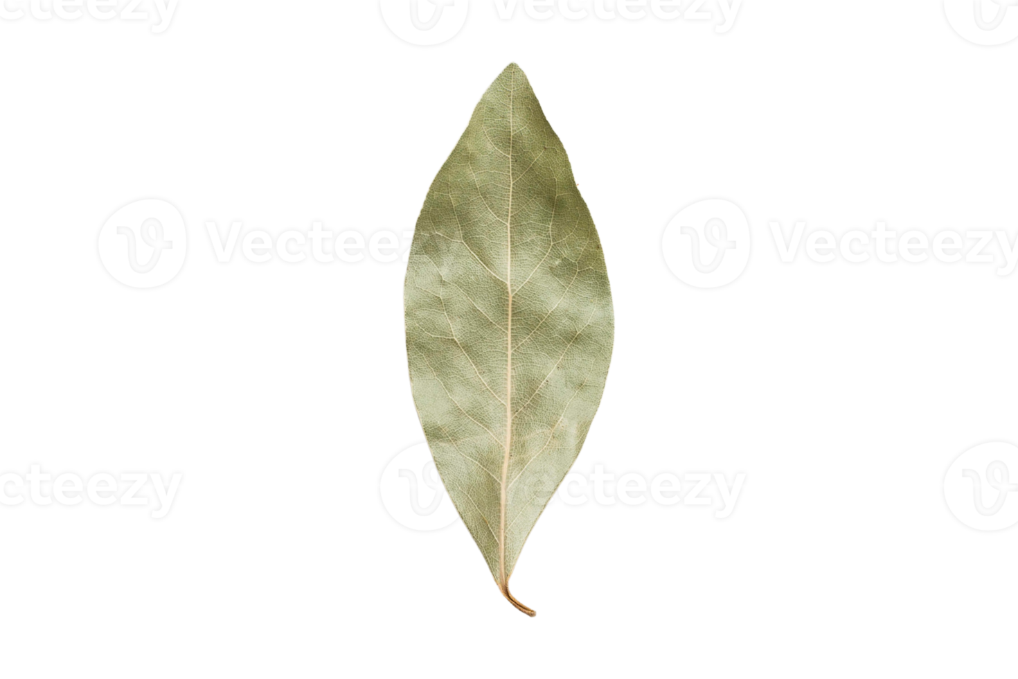 Bay leaf condiments isolated on a transparent background png