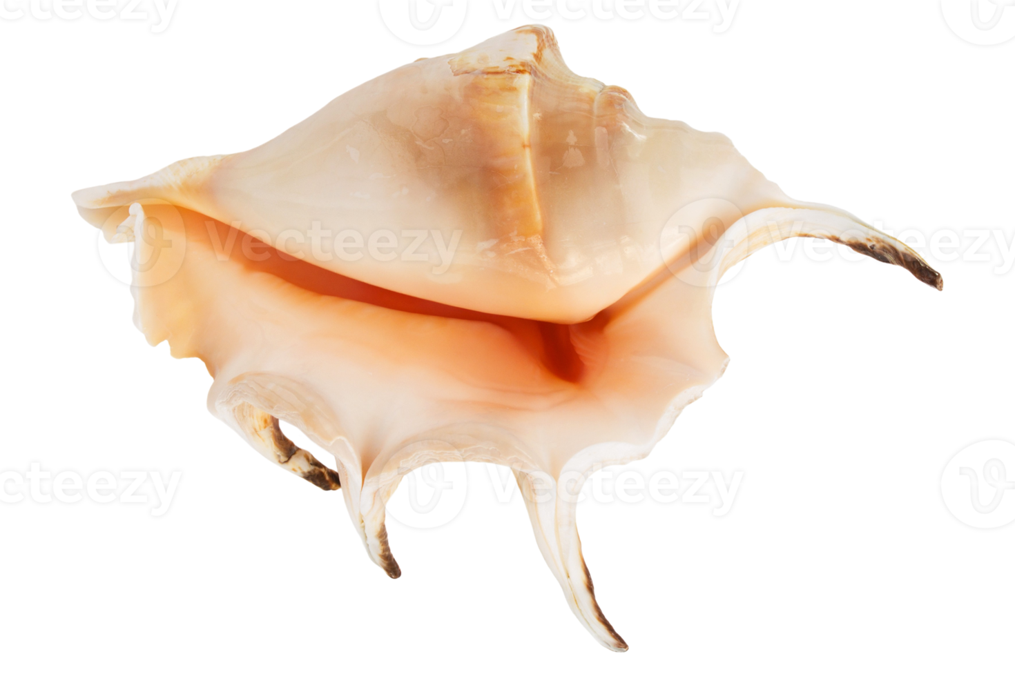 Beige seashell isolated on a transparent background png