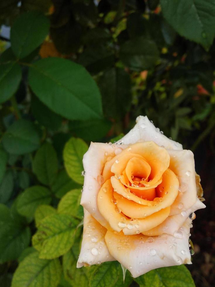 Vertical orange rose with water droplets  green leaf blurred background design template postcard book cover website valentine's day photo