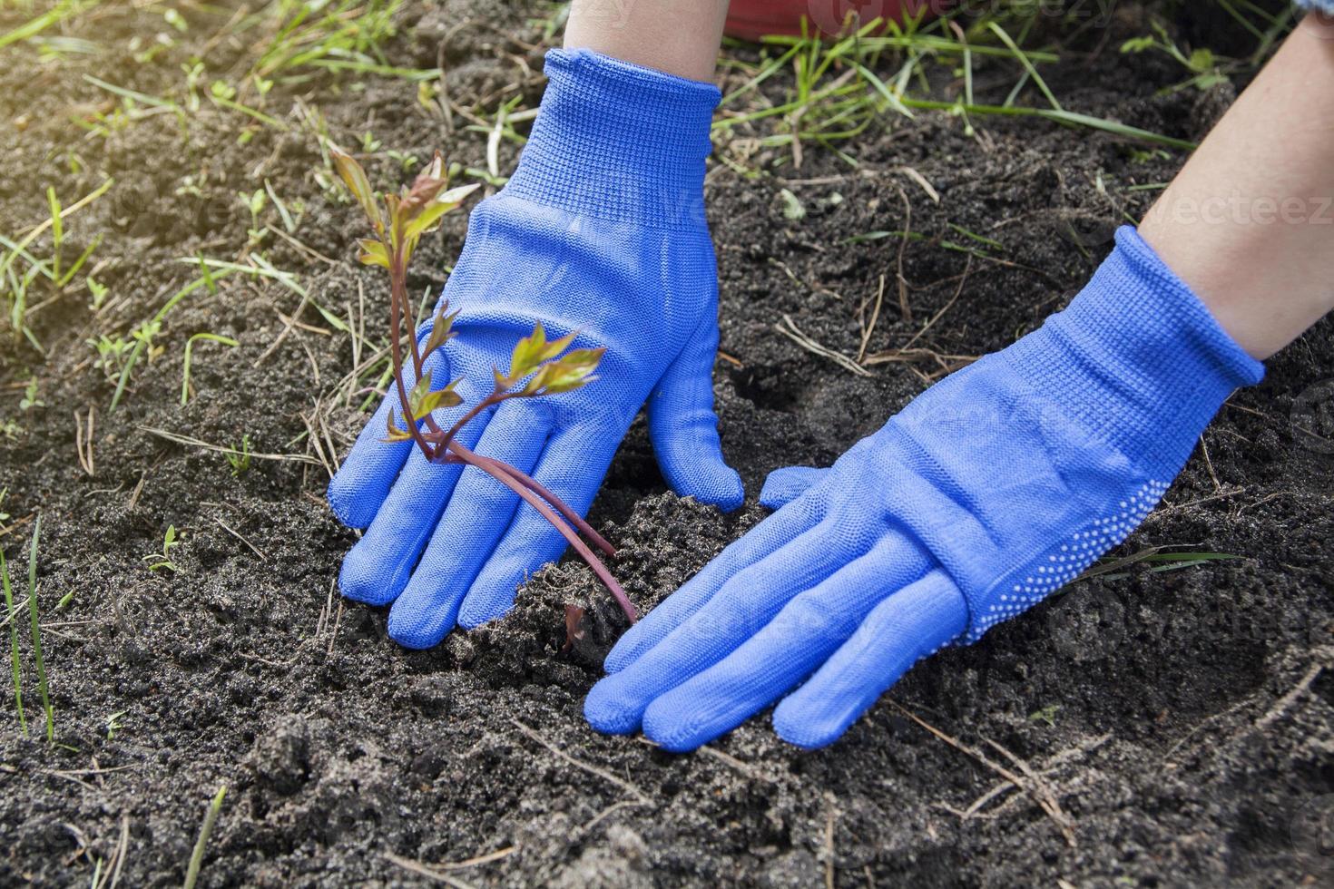 Female hands in gloves press the ground to the roots of a peony seedling. Planting flowers in the garden. Gardening Concept photo