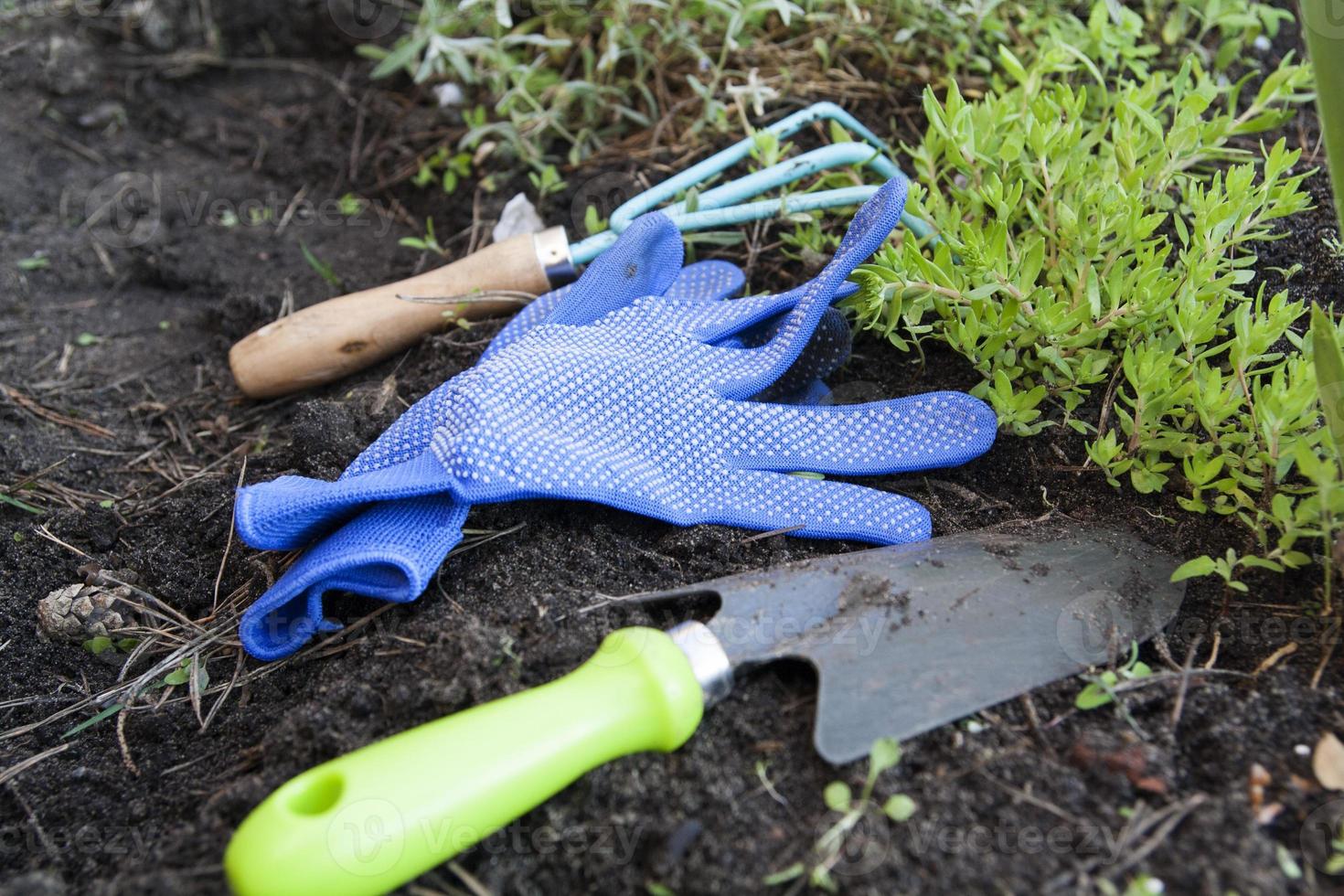 garden tools on the ground near succulents photo