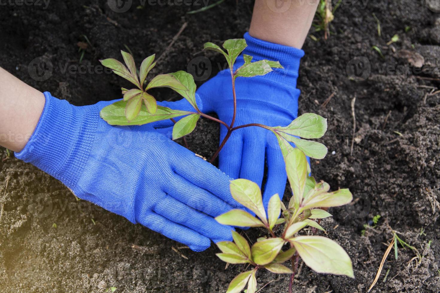 Female hands in gloves press the ground to the roots of a peony seedling. Planting flowers in the garden. Gardening Concept photo