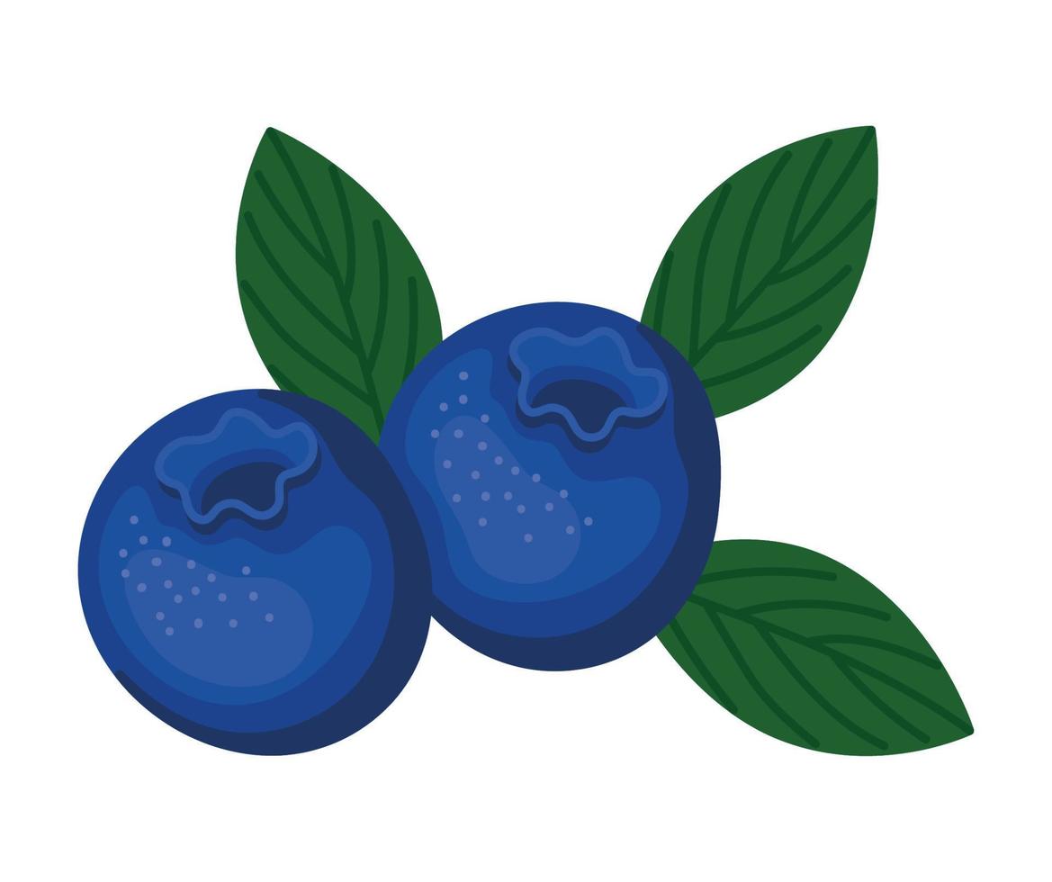 blueberry fruit design vector