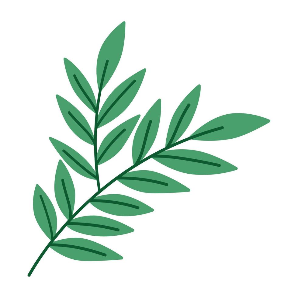 olive branch design vector