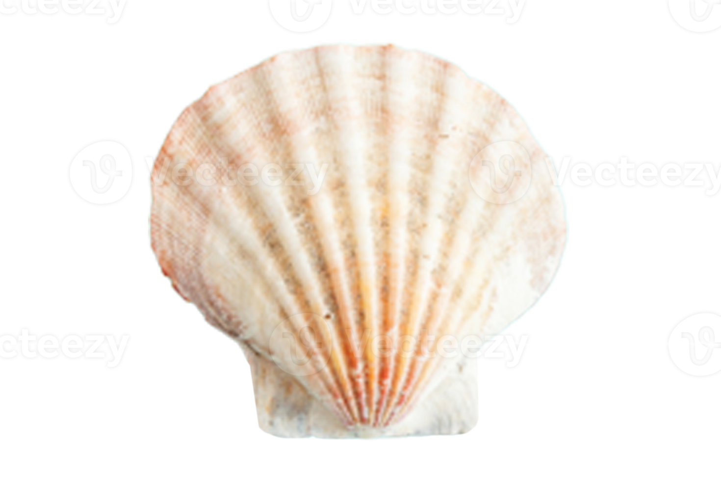 Beige shell isolated on a transparent background png
