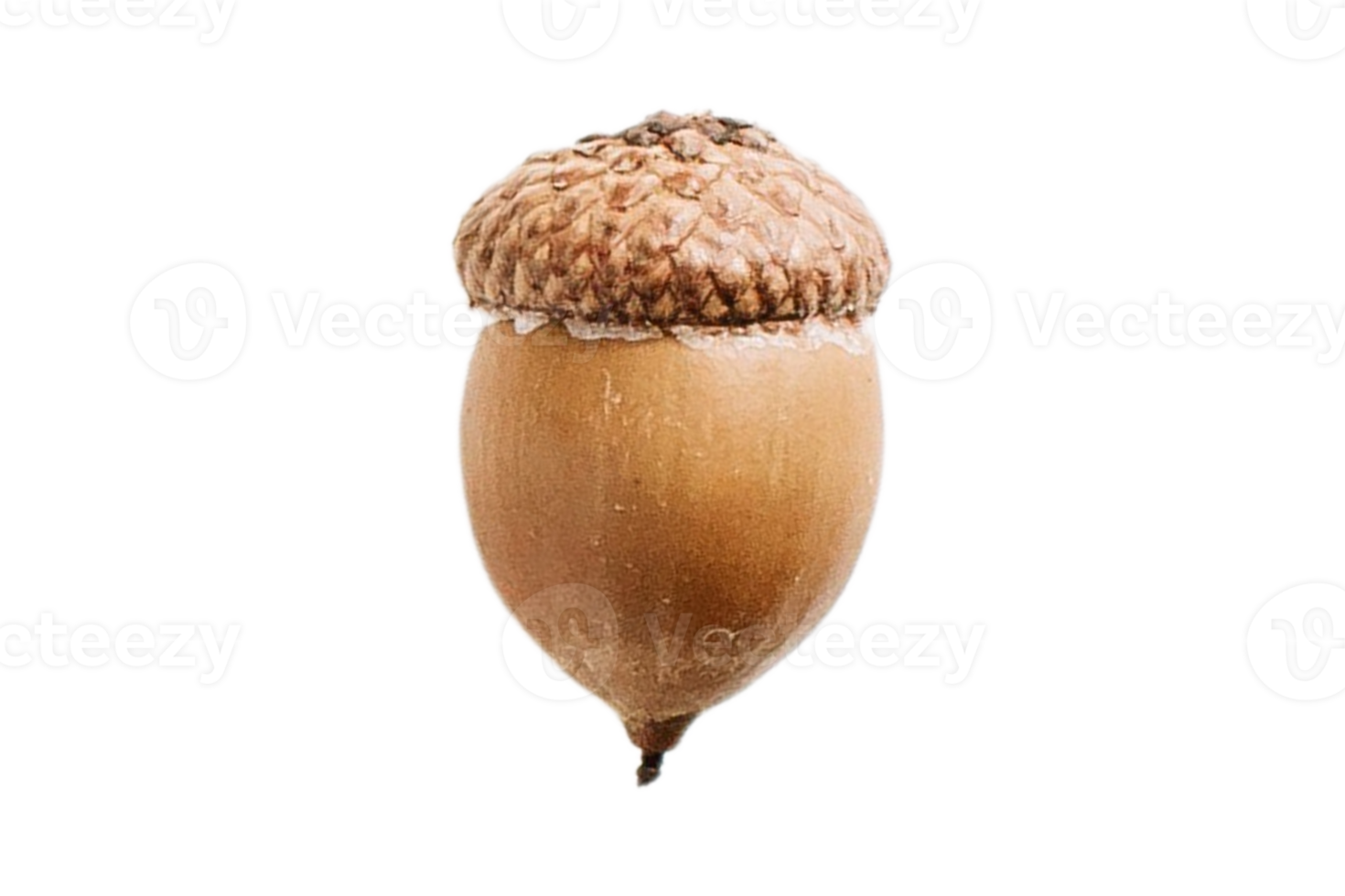 Acorn fruit isolated on a transparent background png