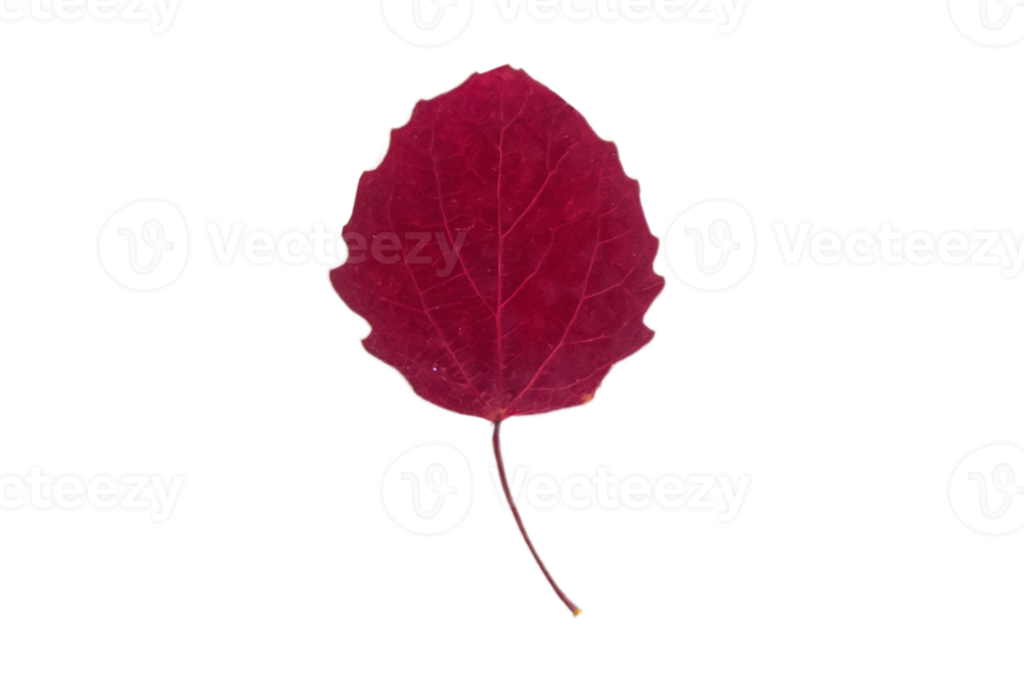 Red leaf tree isolated on a transparent background png