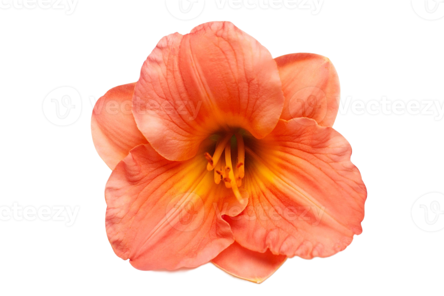 Orange flower isolated on a transparent background png
