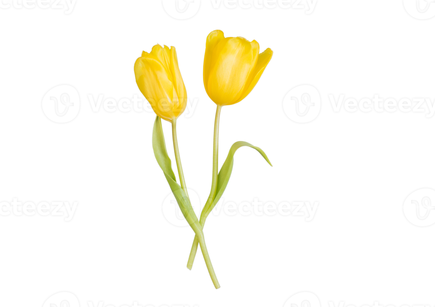 Yellow rose flower isolated on a transparent background png