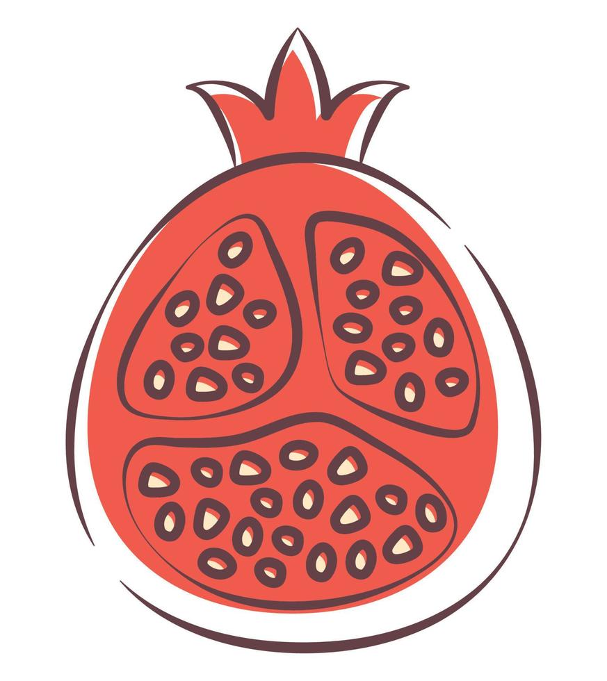 pomegranate fruit tropical vector