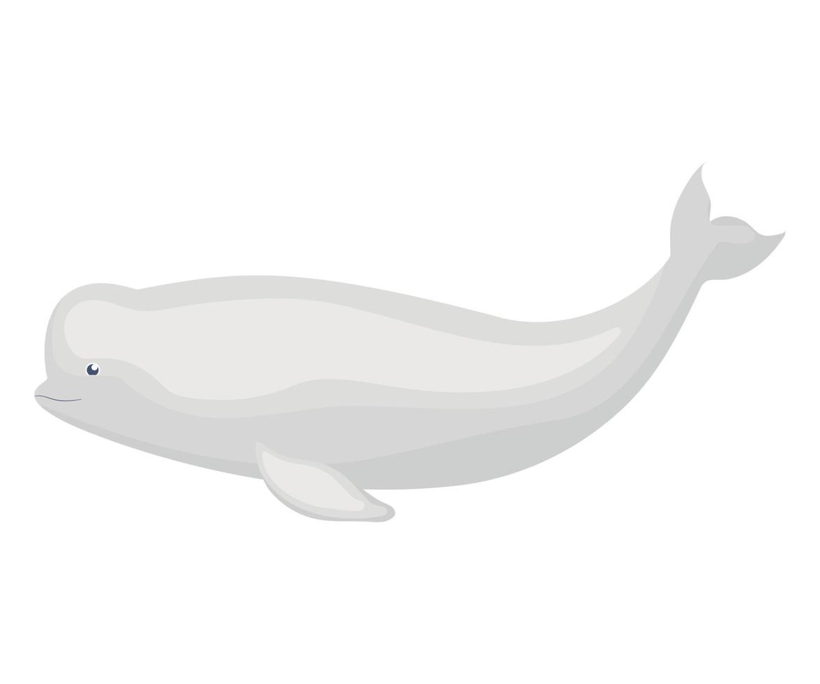 cute beluga illustration vector