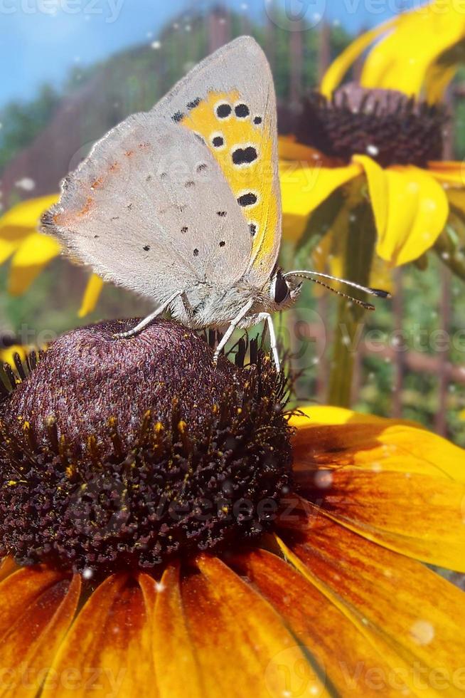 A large butterfly on an yellow chamomile flower with sunlight and bokeh. beautiful spring background photo