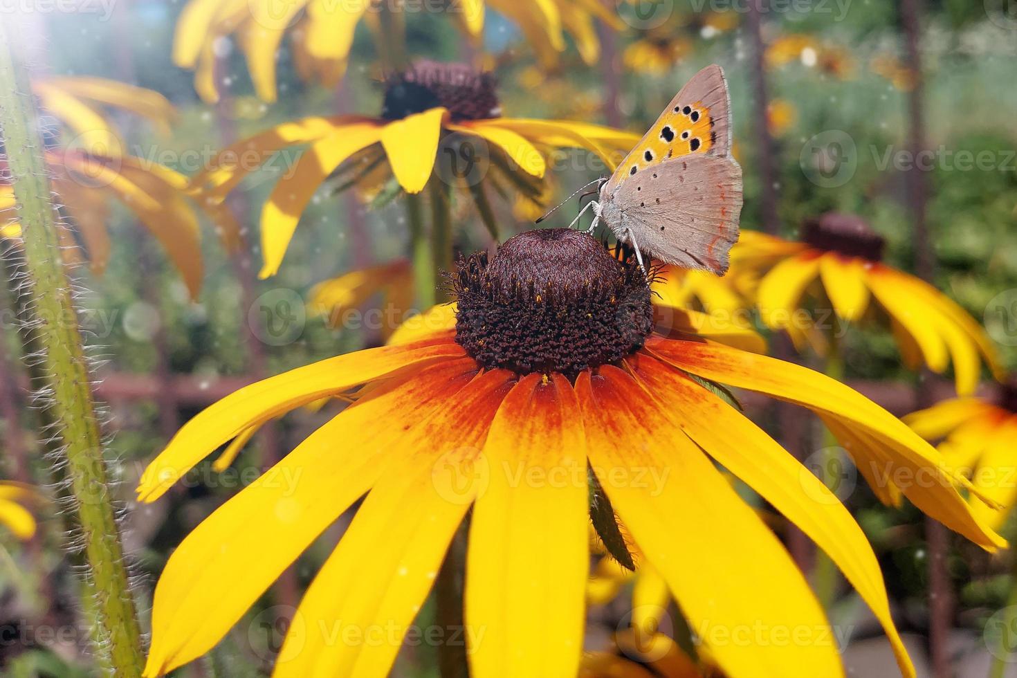 A large butterfly on an orange chamomile flower with sunlight and bokeh. beautiful spring background photo