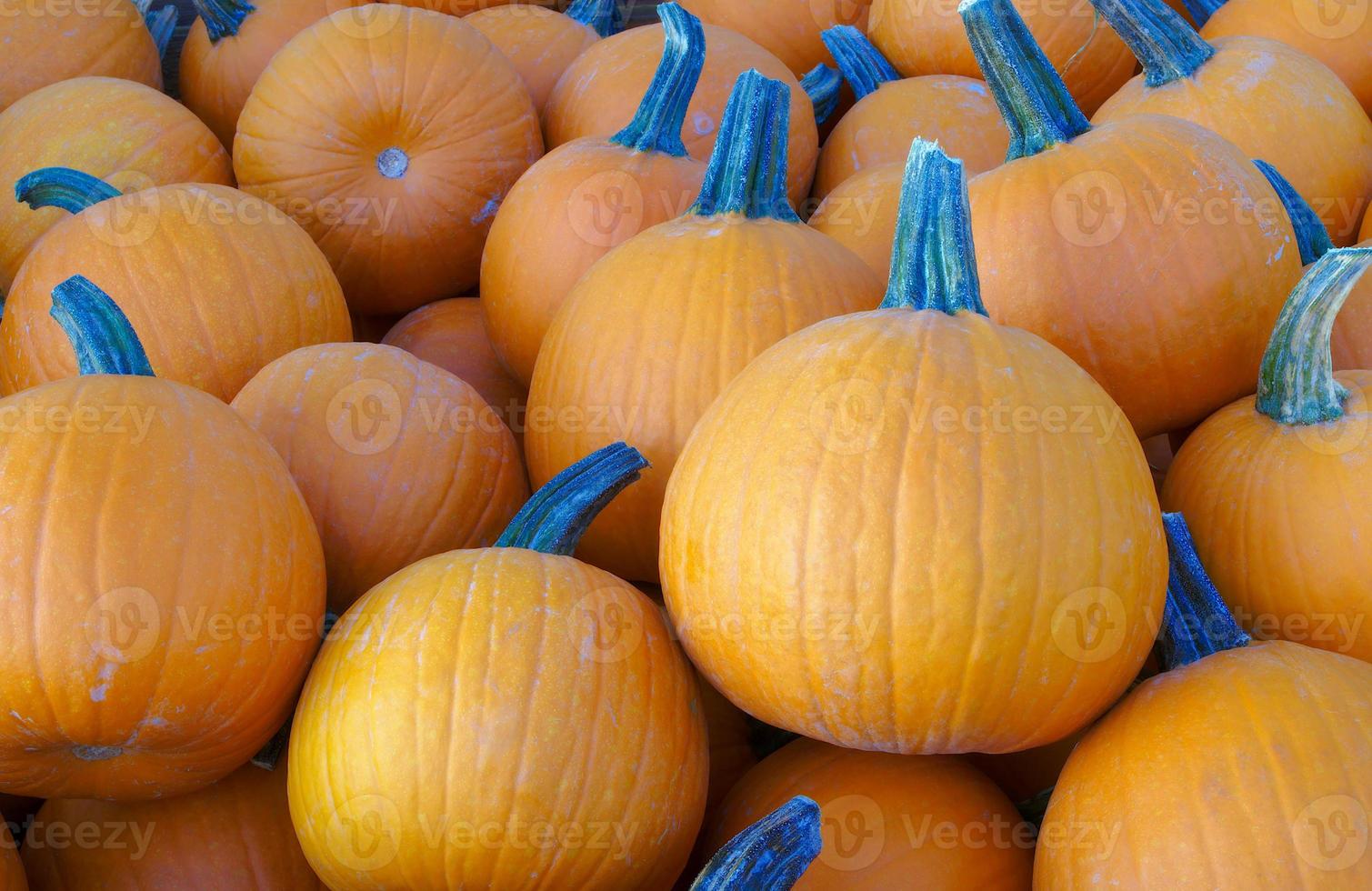 pumpkins background for halloween or thanksgiving farm market organic agriculture photo