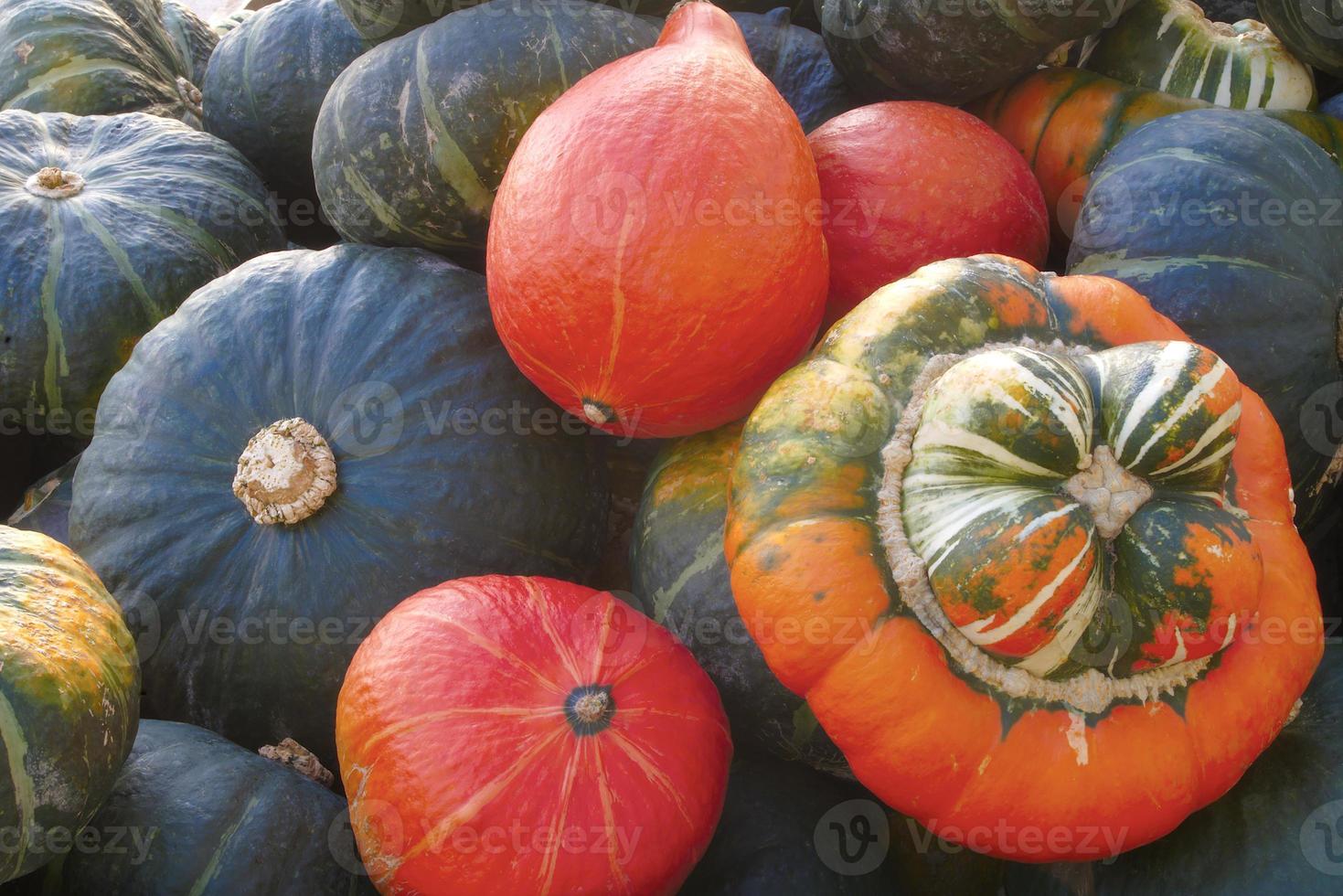pumpkin variety squash green orange organic agriculture harvest thanksgiving photo
