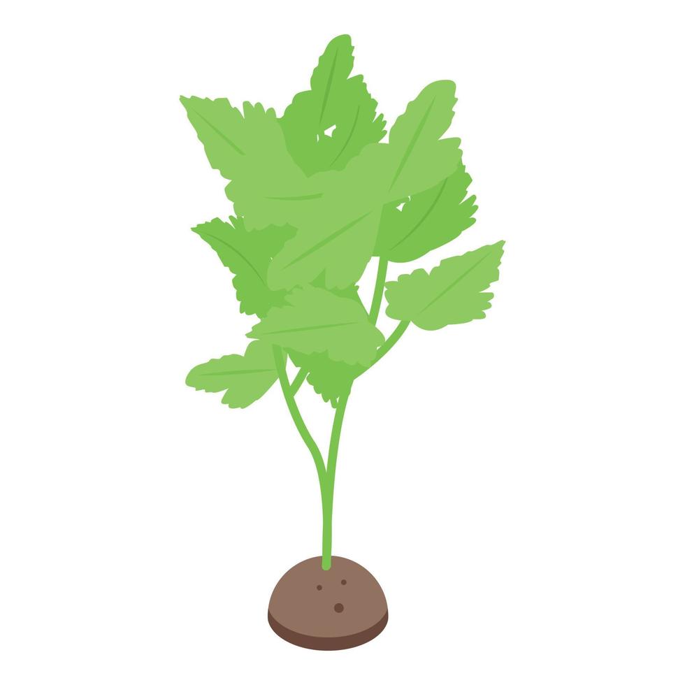 Parsley plant icon isometric vector. Leaf food vector