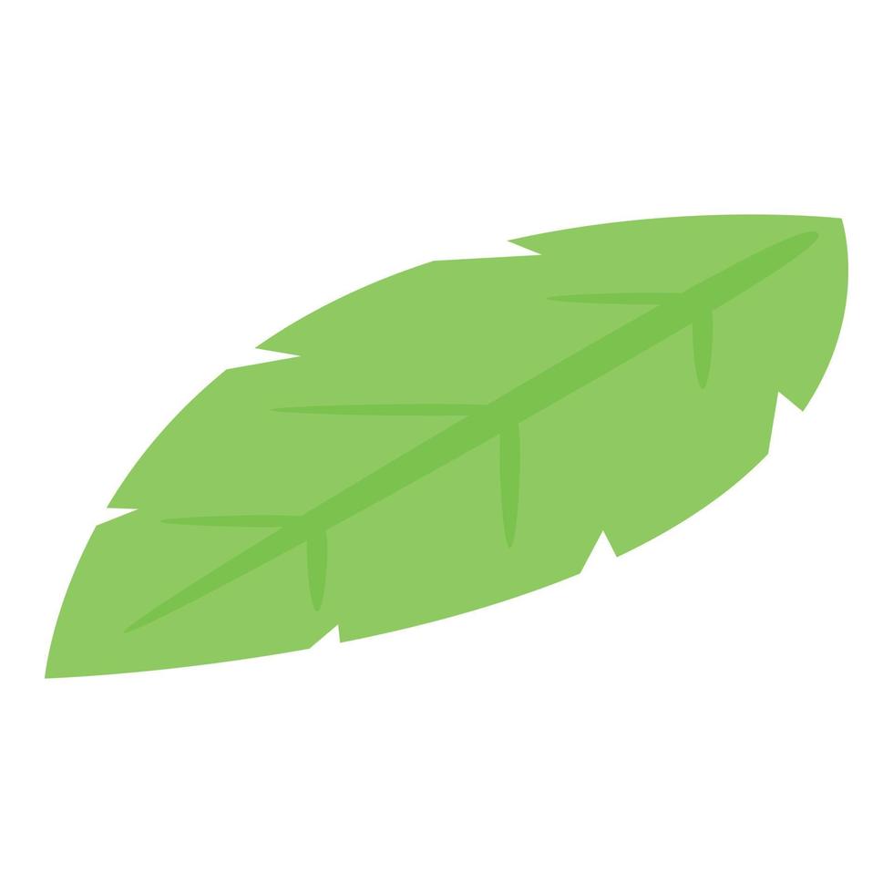 Basil leaf icon isometric vector. Fresh herb vector