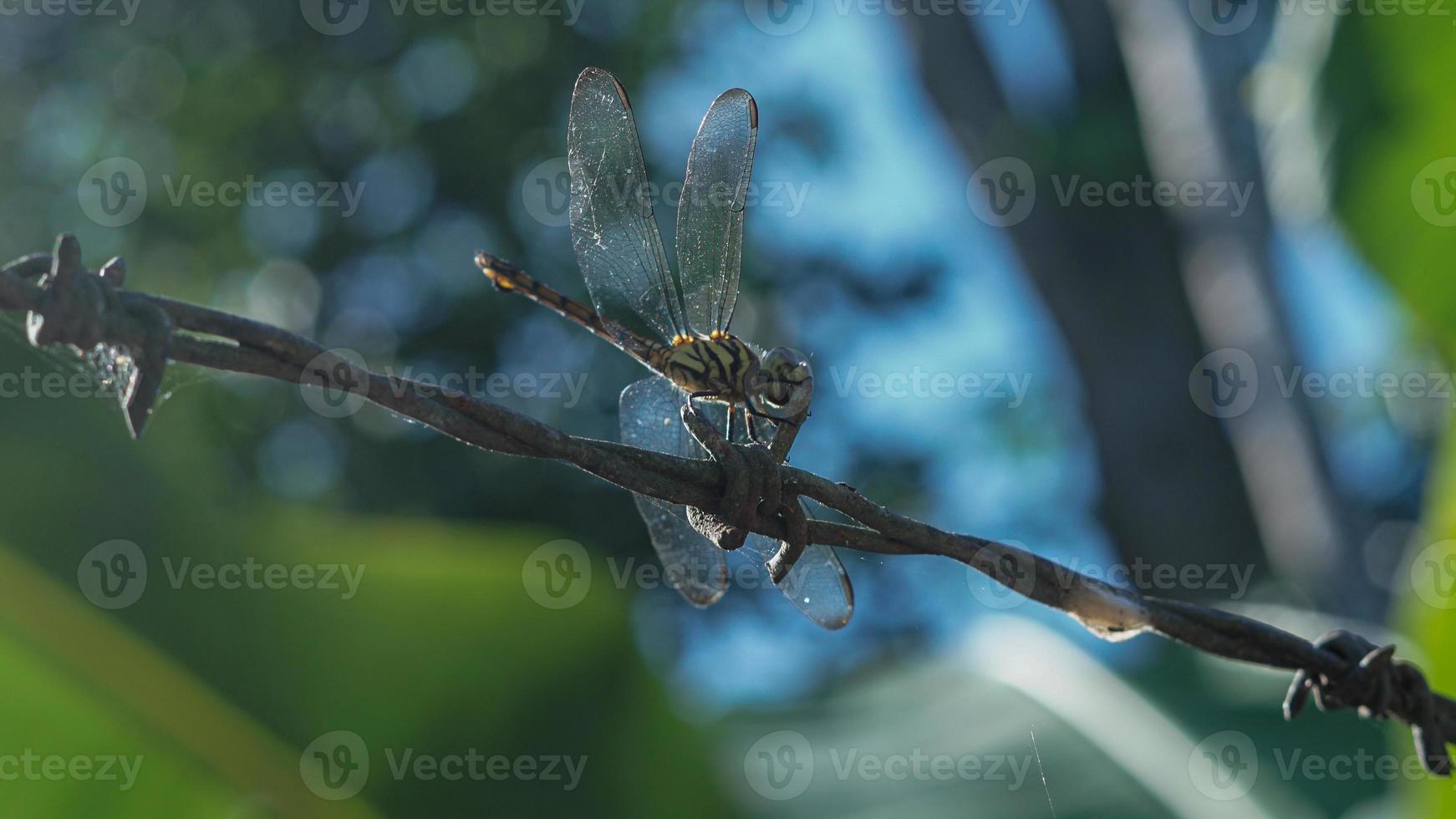Dragonfly perched, close up. stock photo