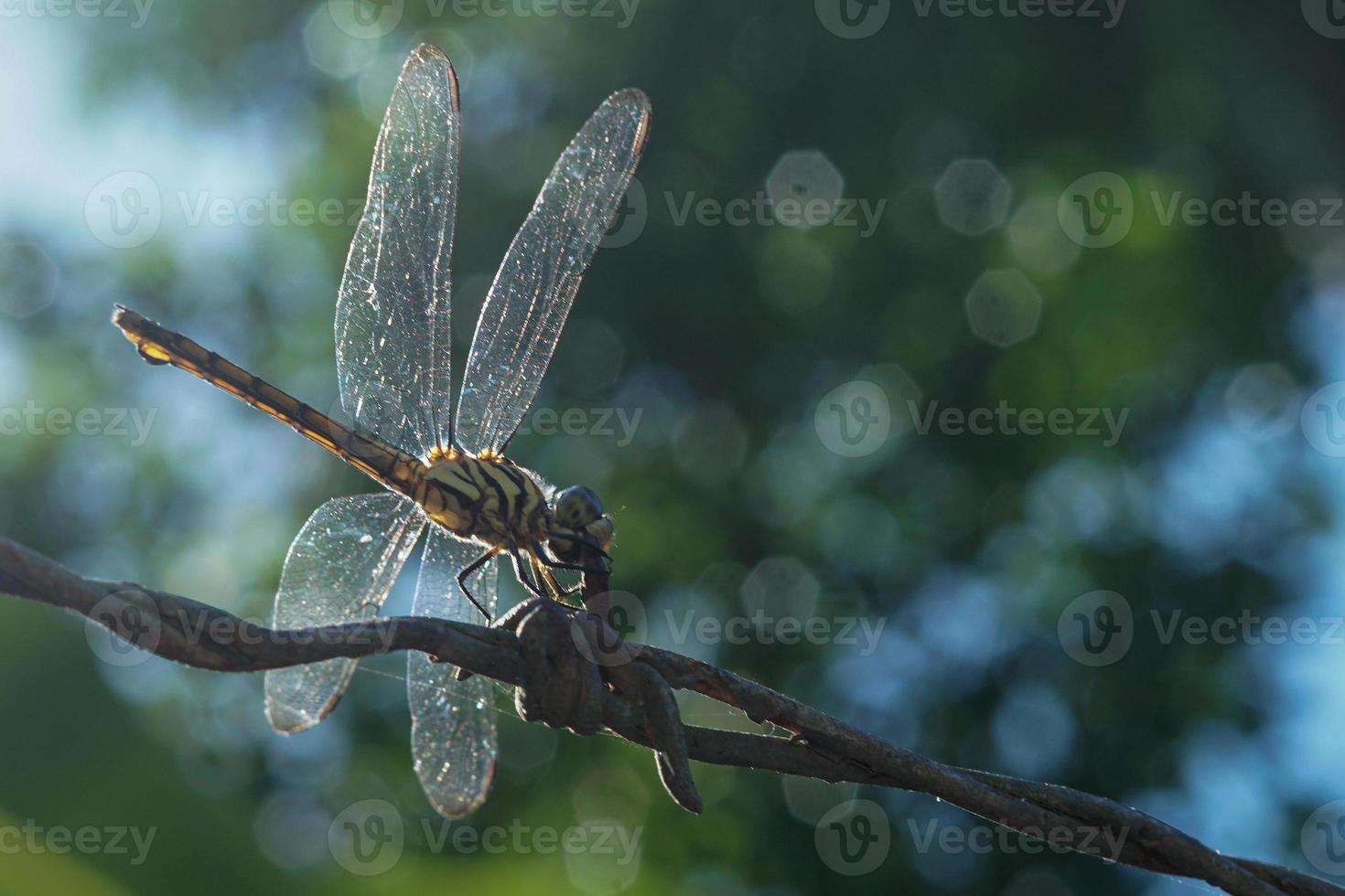 Dragonfly perched on barbed wire, with beautiful bokeh nature background photo