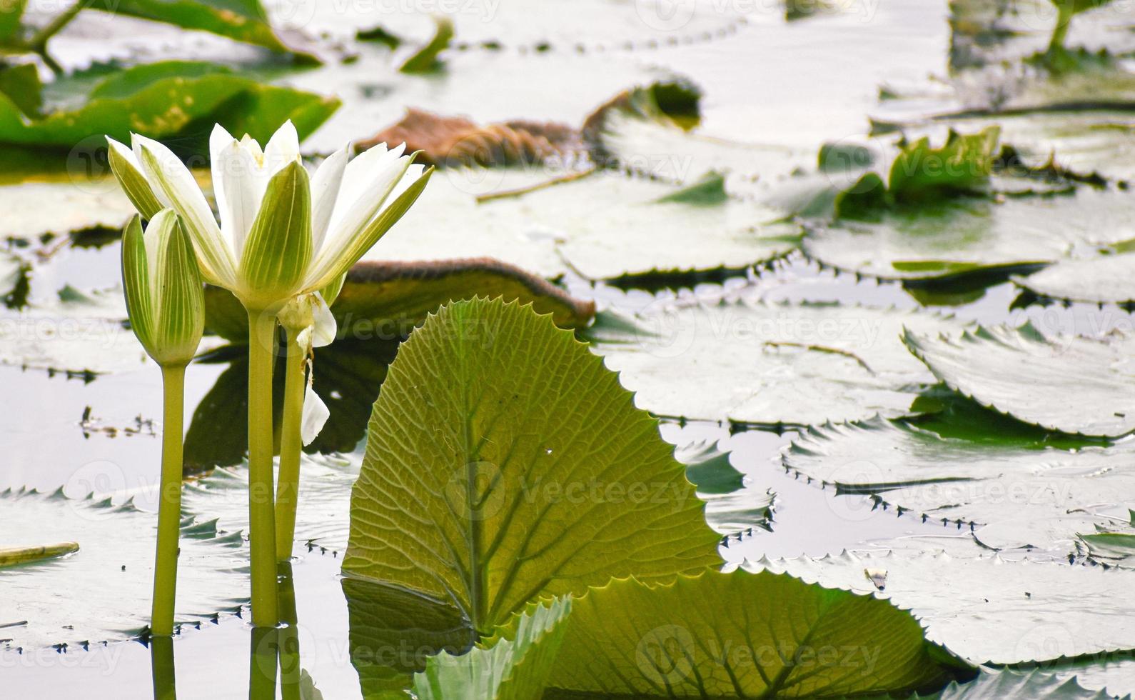 Lily Pad Flowers in Tampa Florida photo