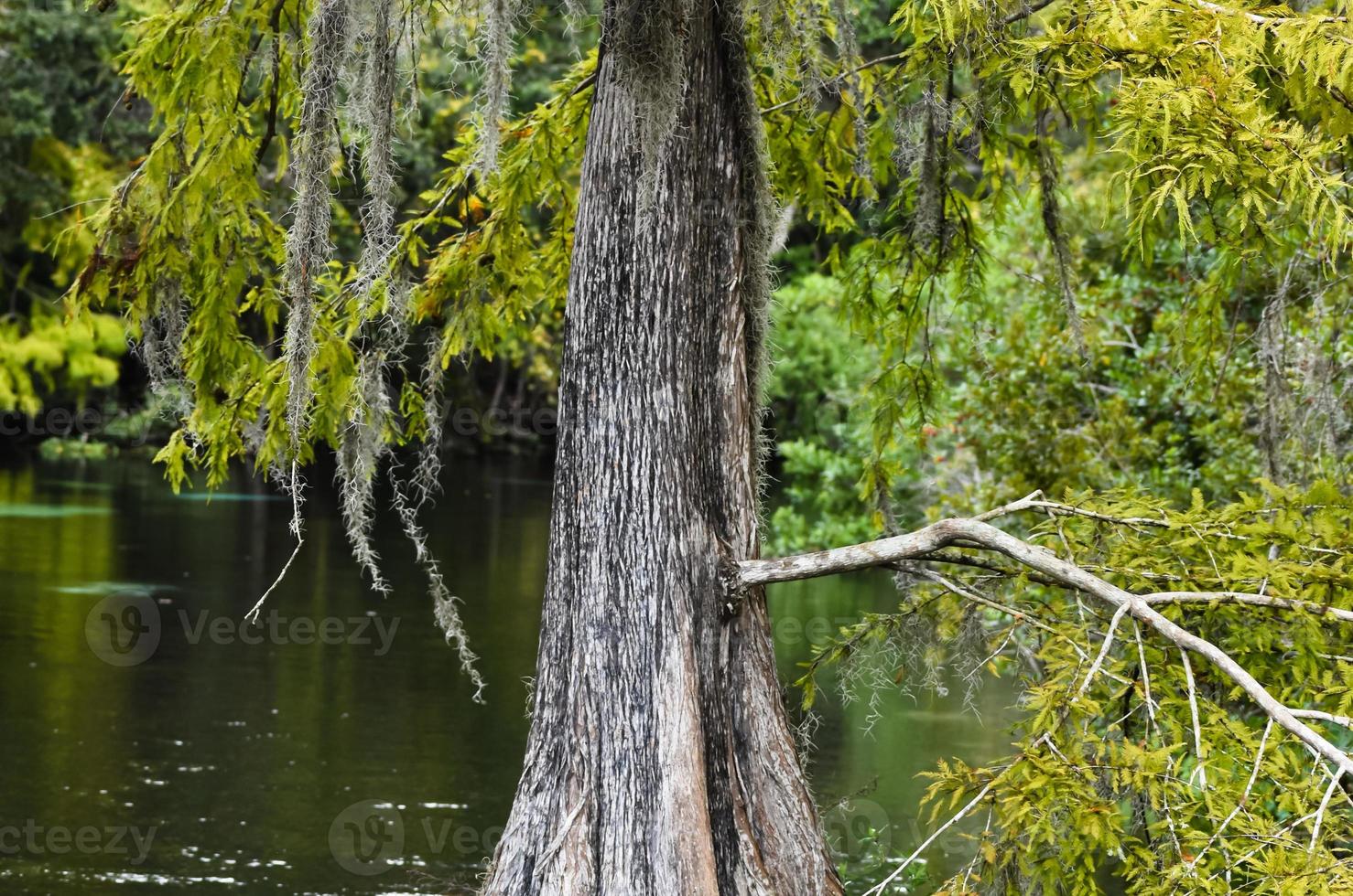 Beautiful Cypress Tree In Tampa Florida photo