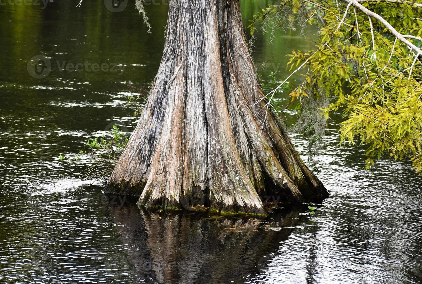 Trunk Of A Beautiful Cypress Tree in Tampa Florida photo