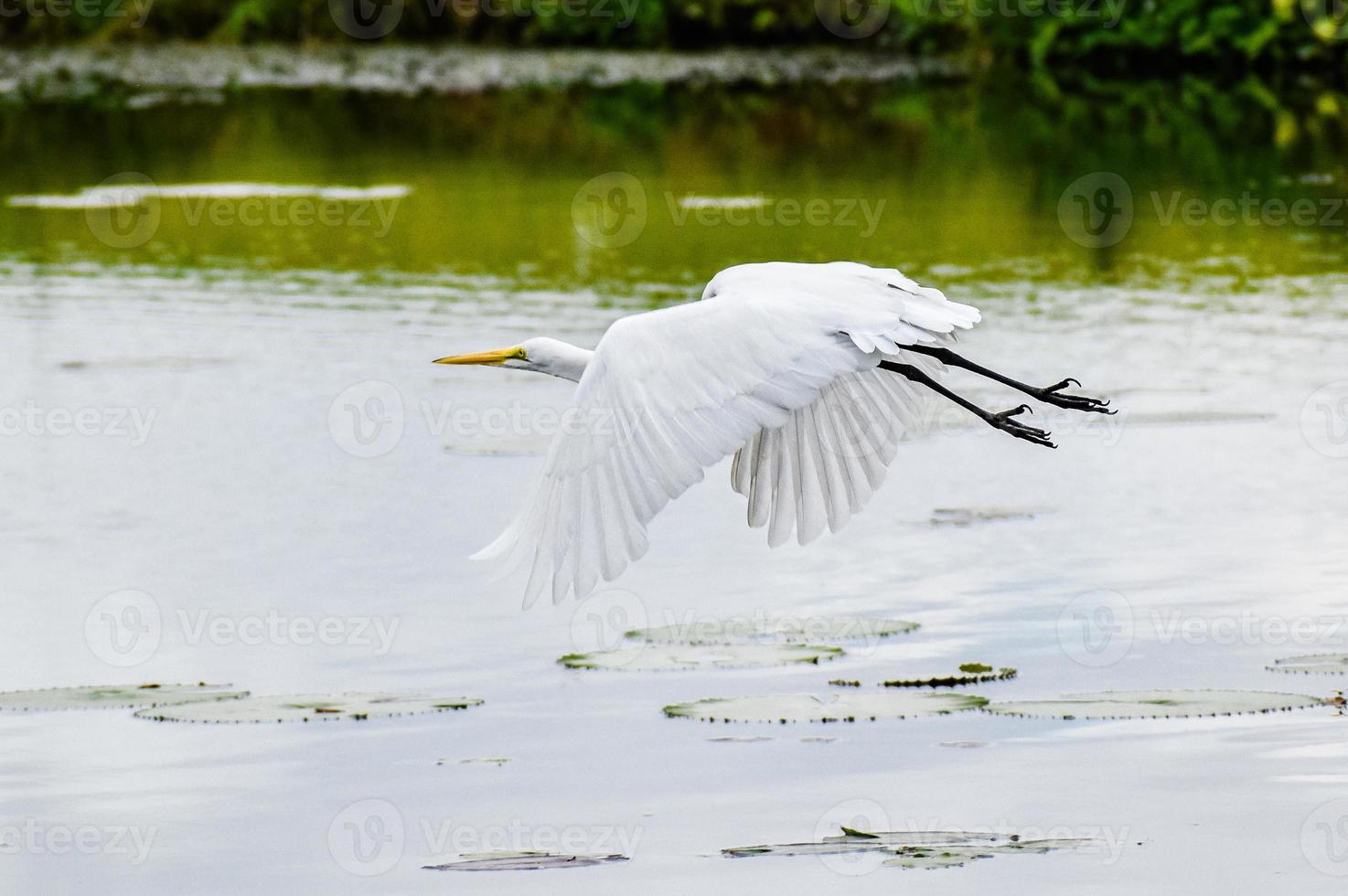 Egret Flying Over A Pond In Florida photo