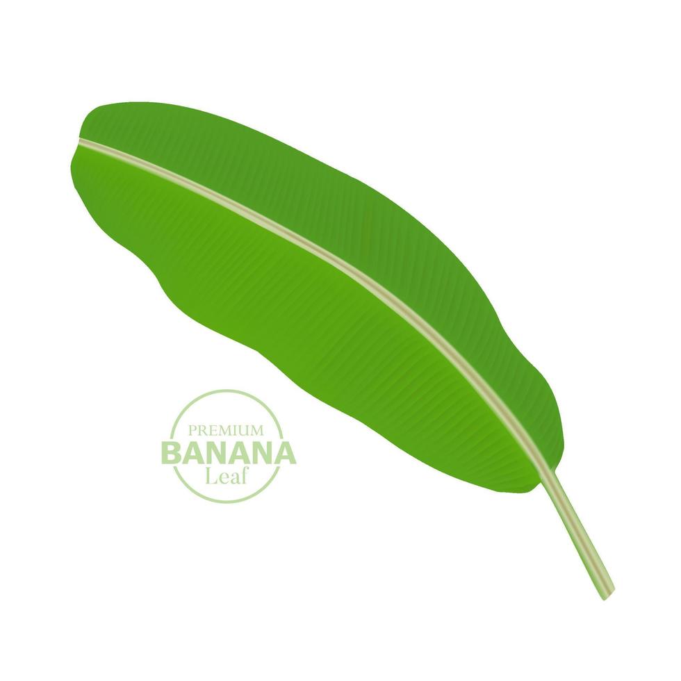 Banana leaf vector isolated on white background.