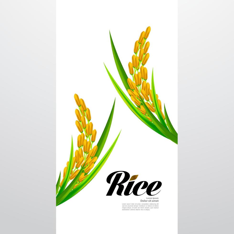 Premium Rice great quality design concept  vector. vector