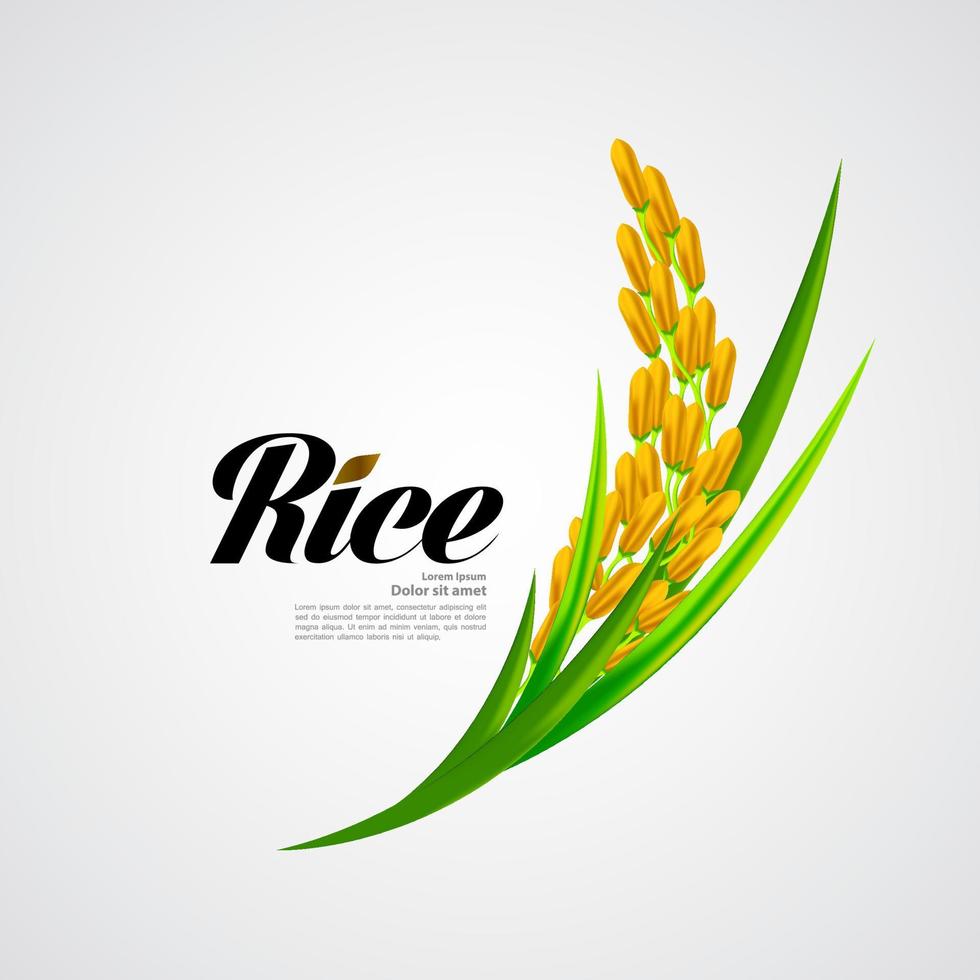 Premium Rice great quality design concept  vector. vector