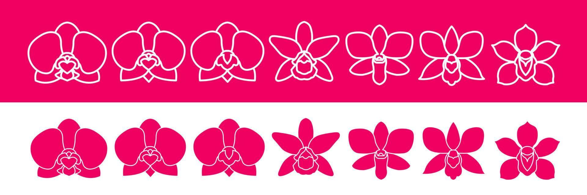 Orchid elegant vector. vector