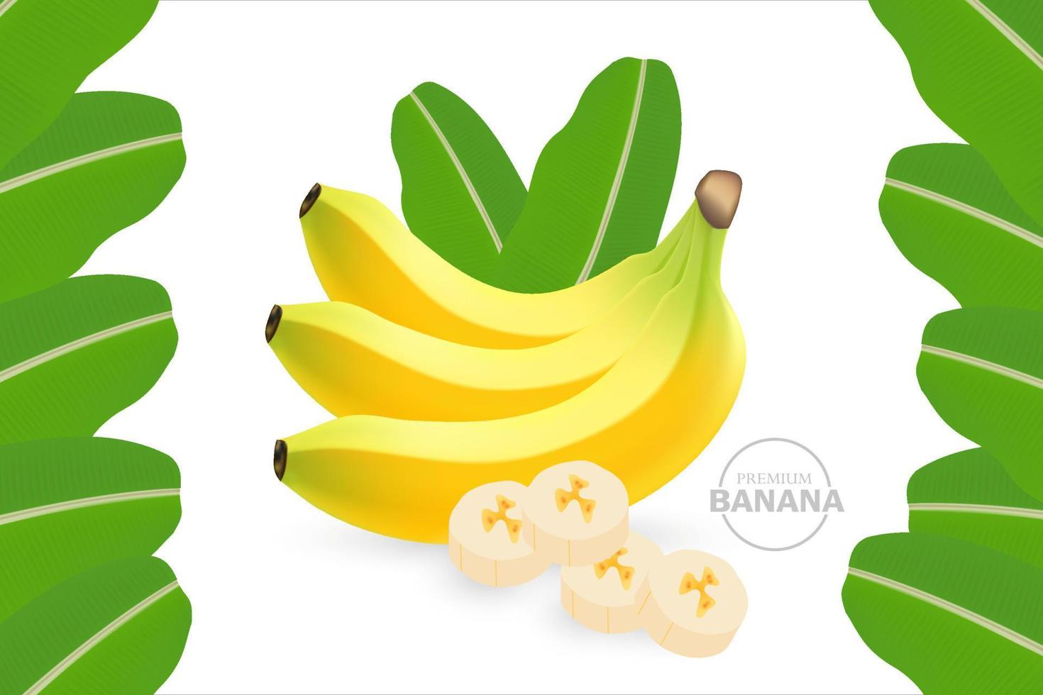 Banana fresh fruit graphic vector  .